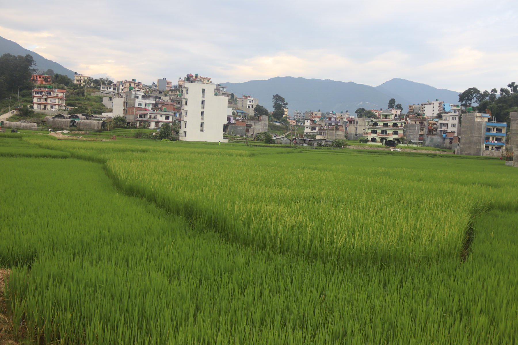 झुल्दै गरेका धानखेती