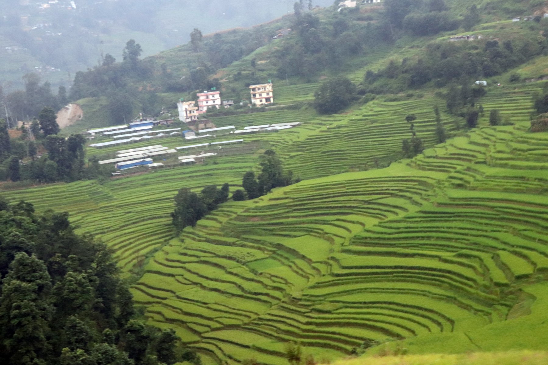 धान खेतीले देखिएको हरियाली वातारण