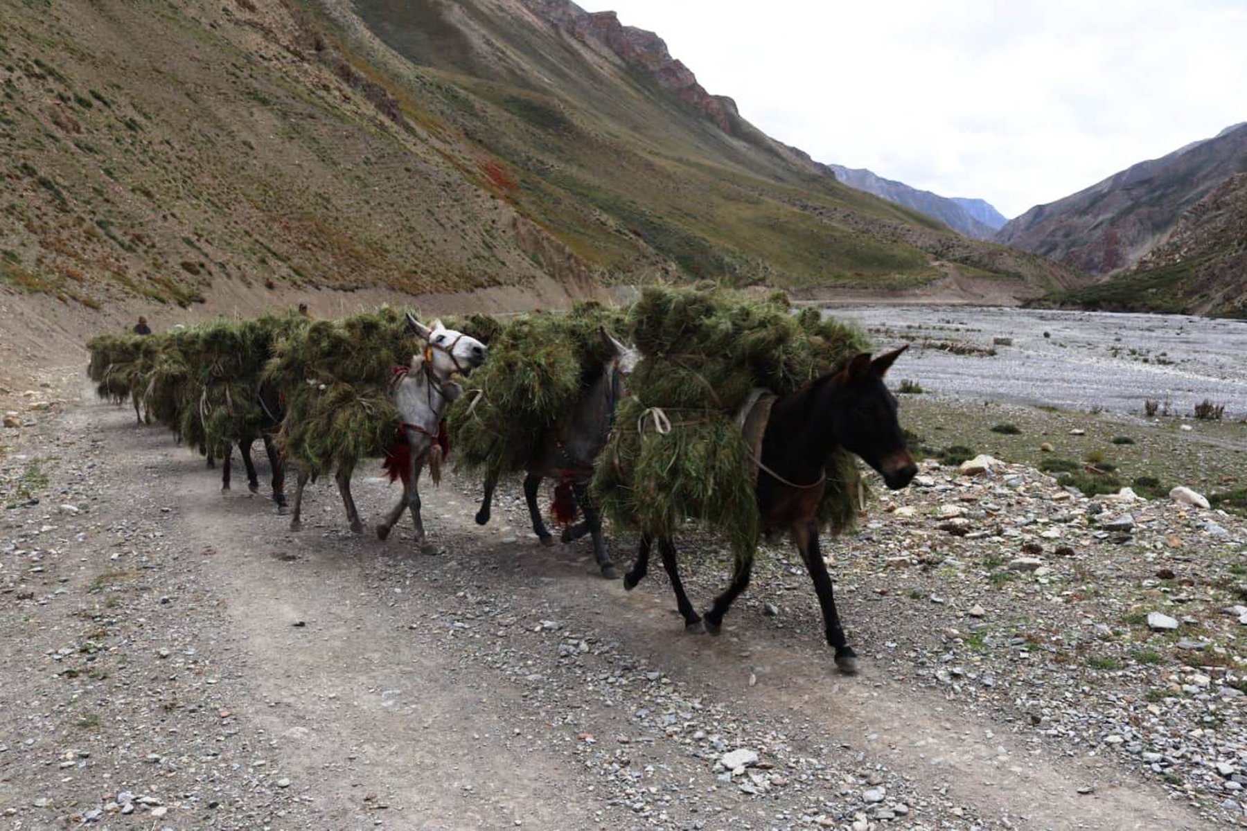 खच्चडमा बोकाएर ल्याउँदै घाँस