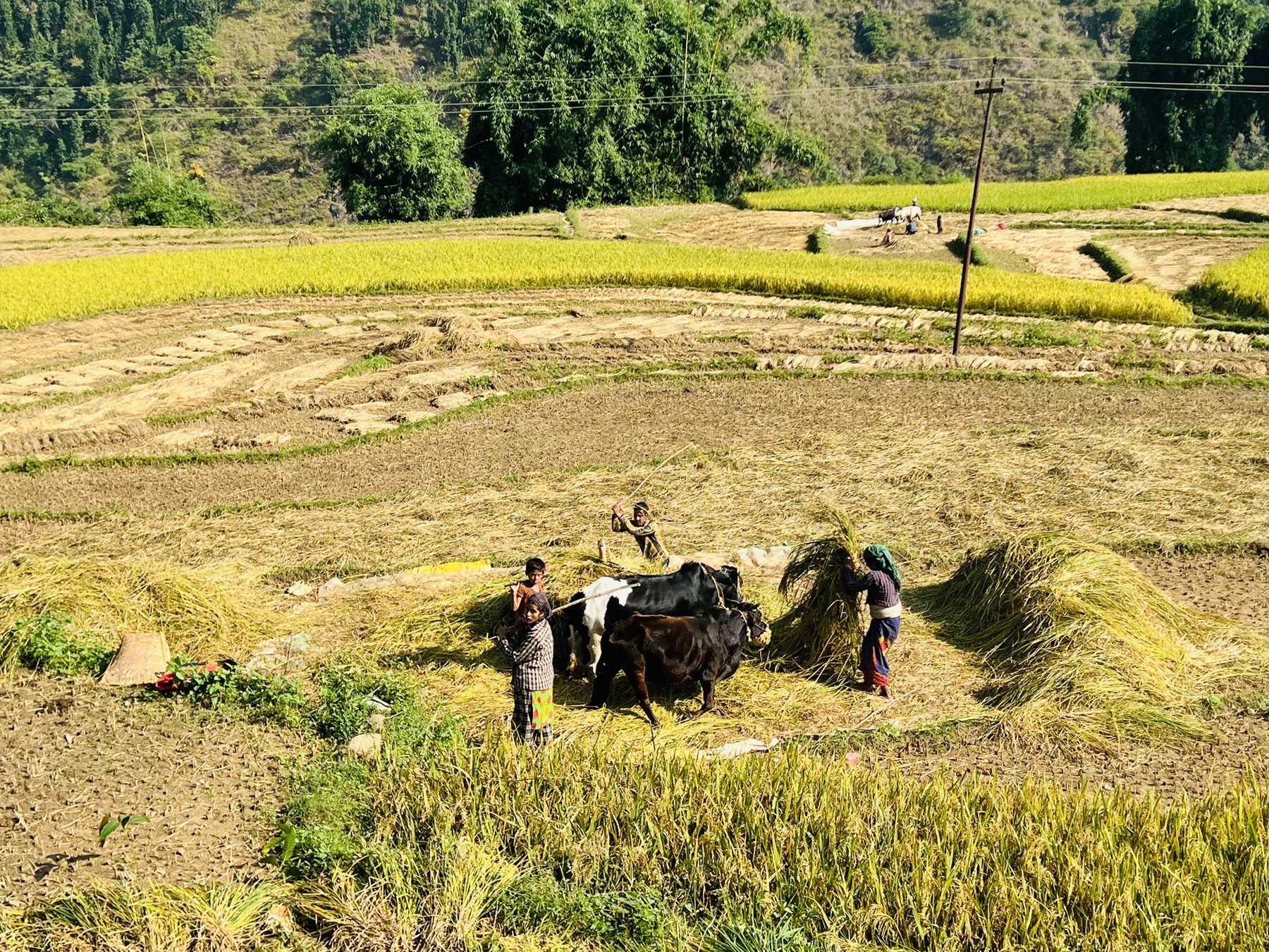 धान छुट्याउनका लागि दाइँ हाल्दै