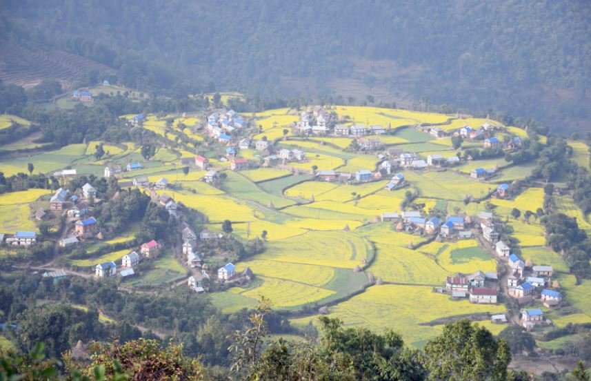 दाङबाङ गाउँमा पहेंलपुर तोरीबाली