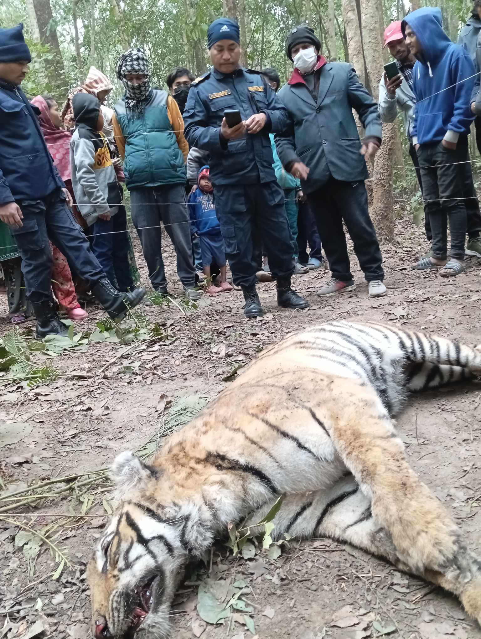 मृत अवस्थामा फेला परेको पाटे बाघ