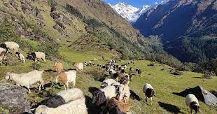 चिसो धेरै बढ्न थालेपछि बेँसी झरे हिमाली भेगका भेडापालक किसान