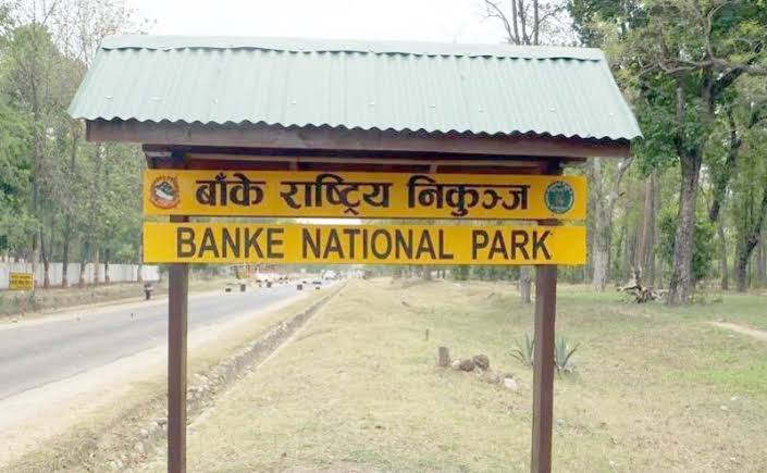 बाँके राष्ट्रिय निकुञ्जमा बाघको सङ्ख्या ५१ पुग्यो