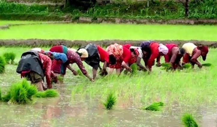 मधेस प्रदेशमा ५८ प्रतिशत धान रोपाइँ