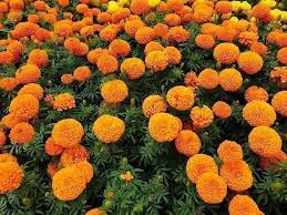 महानगरले तोक्यो फूलमाला बिक्री गर्न चार स्थान