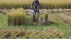 चार दिनपछि मात्र धान काट्न नार्कको आग्रह