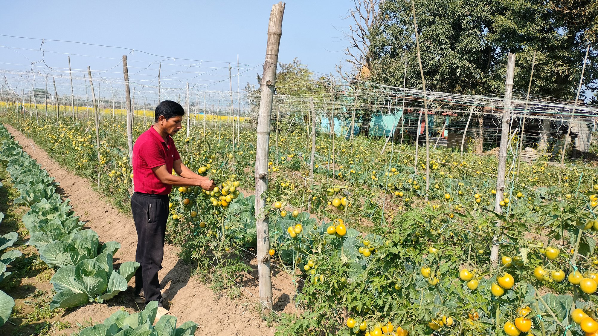 तरकारीखेतीबाट आत्मनिर्भर बनेका सिद्धराज सार्की