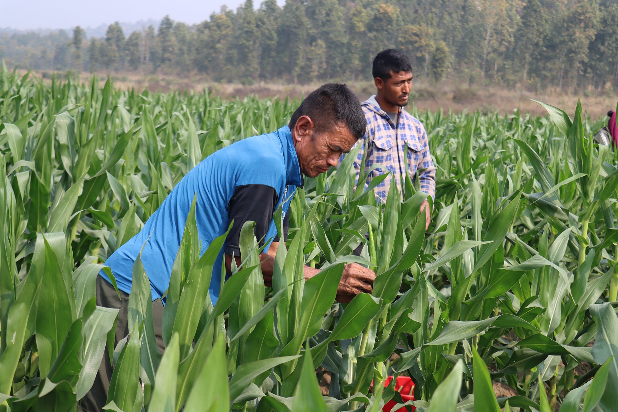 हरिहरपुरगढीमा हाइब्रिड मकै उत्पादनको उत्साह, आत्मनिर्भरताको अभियान