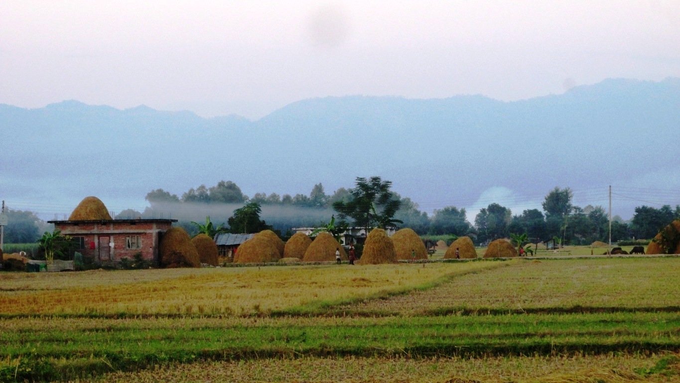 गाईवस्तुलाई खुवाउन व्यवस्थापन गरिएको पराल