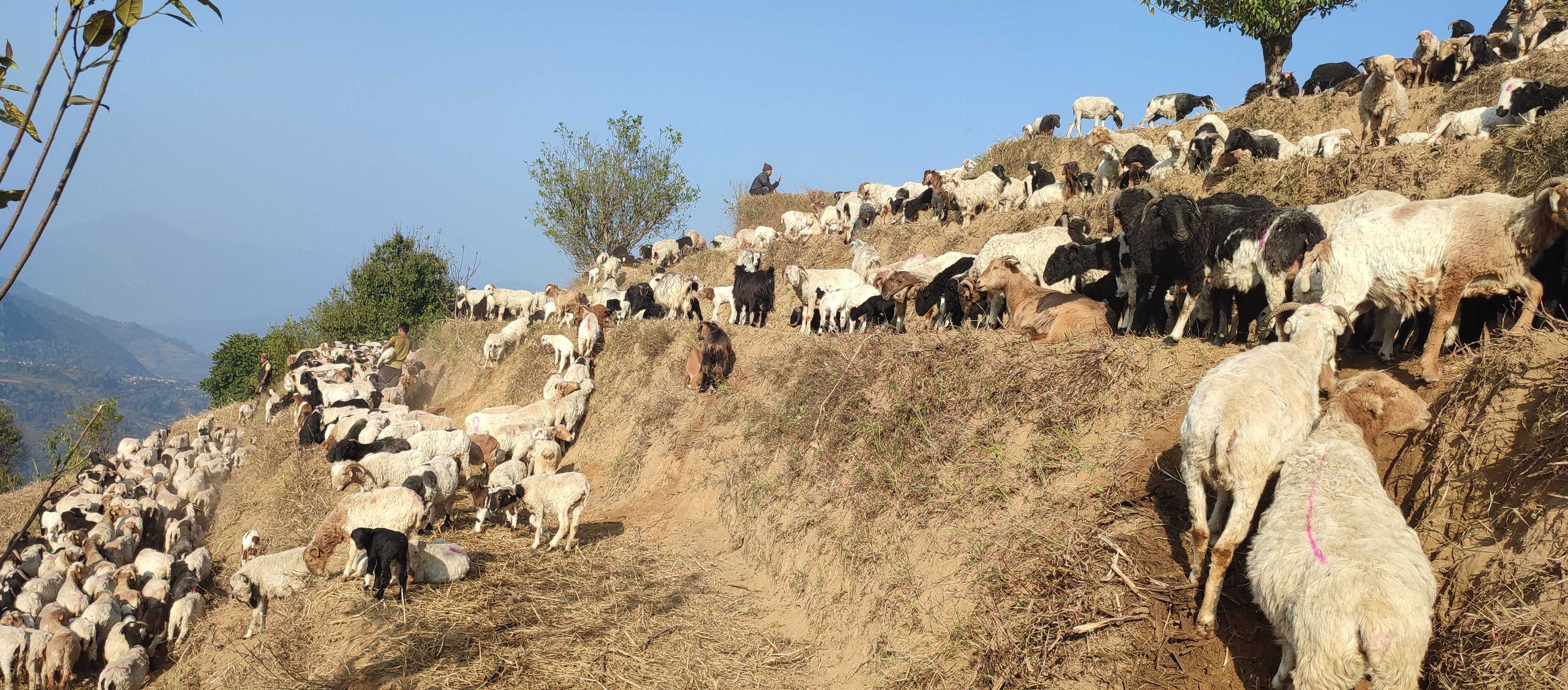 भेडाका बथान (तस्बिर)