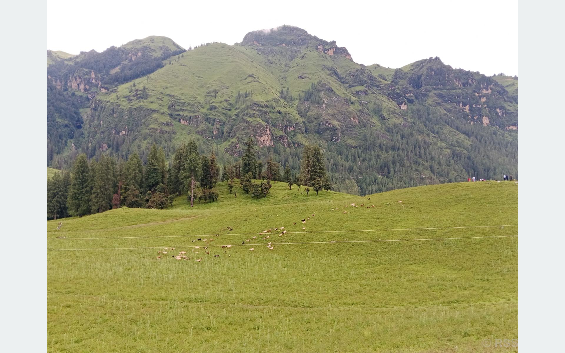 जुम्लाको धिमीचौर आन्तरिक पर्यटकीय गन्तव्य बन्दै