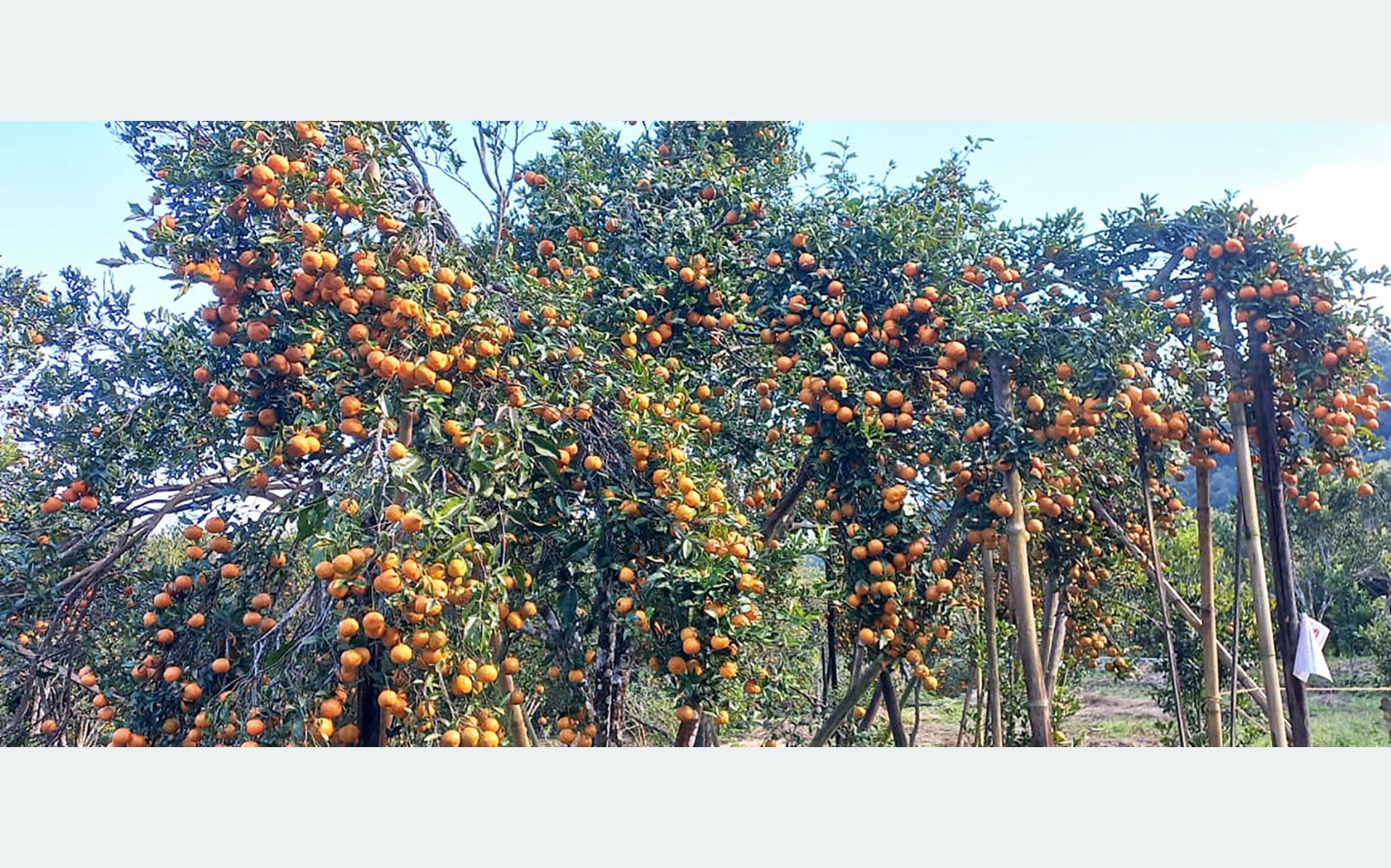 सिन्धुलीमा जुनार महोत्सव सुरु, उत्पादन प्रवर्द्धन र कृषि सडक कालोपत्रको माग