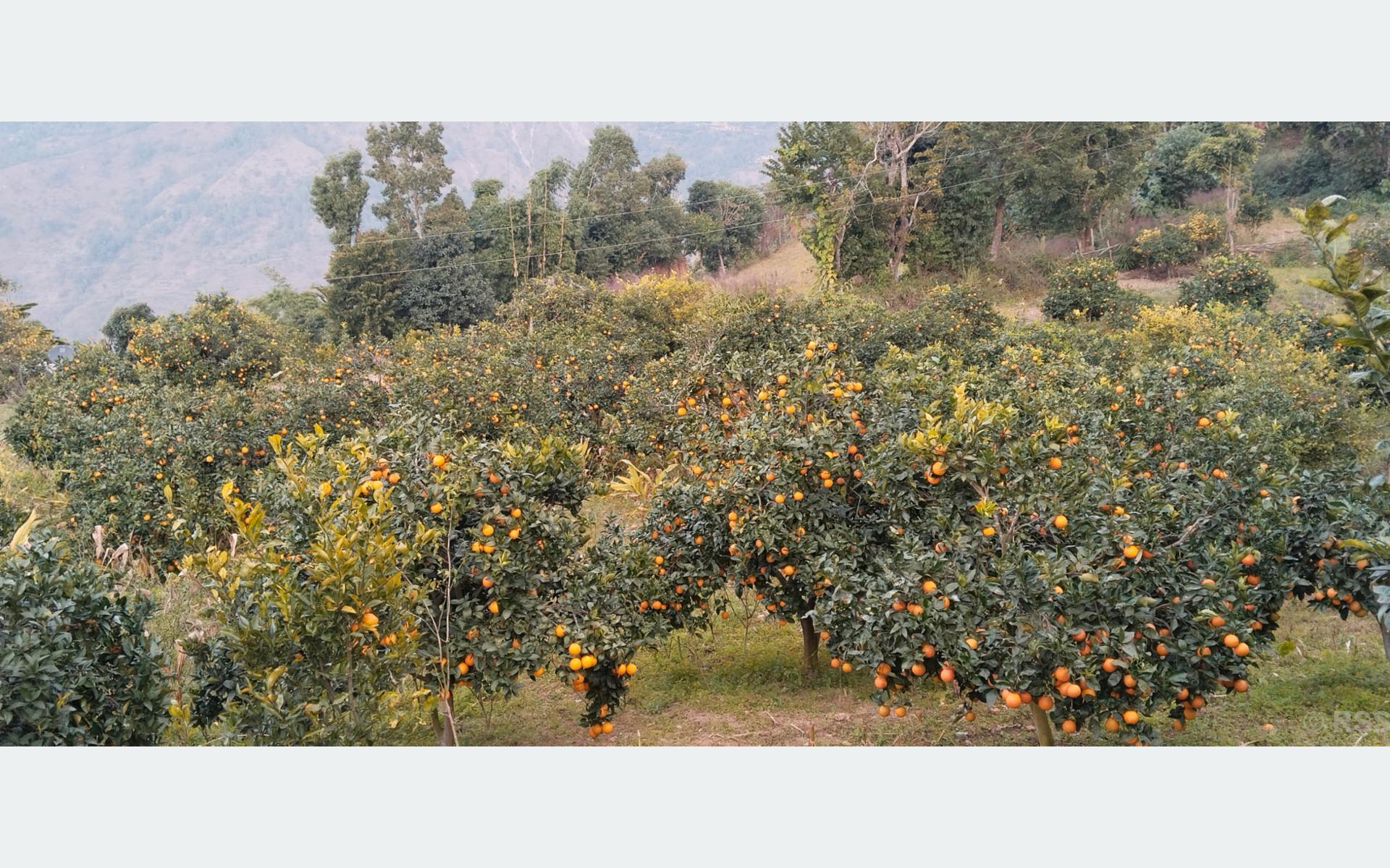 वैदेशिक रोजगारी छाडेर जुनारखेती रोज्दै रामेछापका युवा, कम मेहेनतमा मनग्य आम्दानी