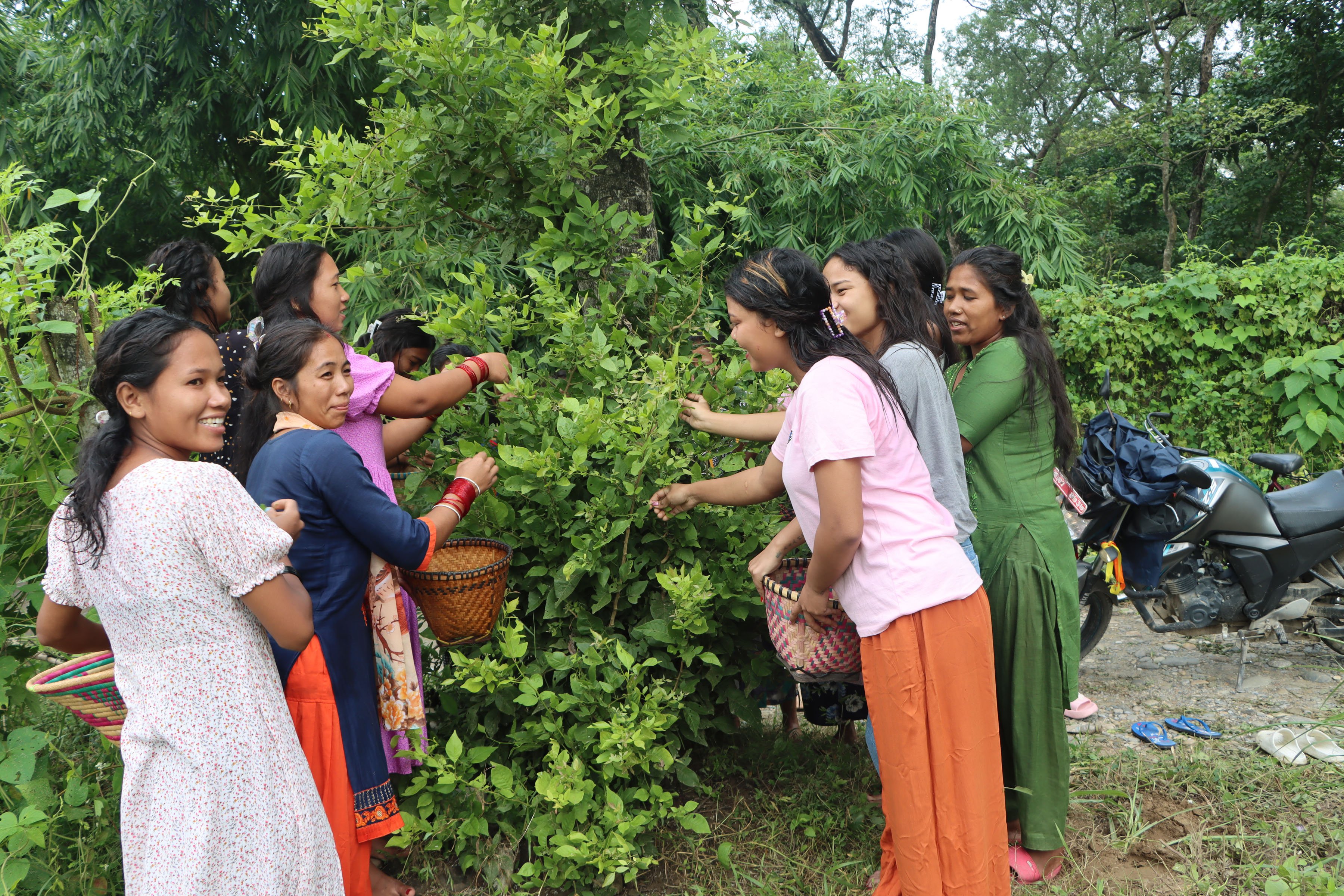 बेलपत्र टिप्दै