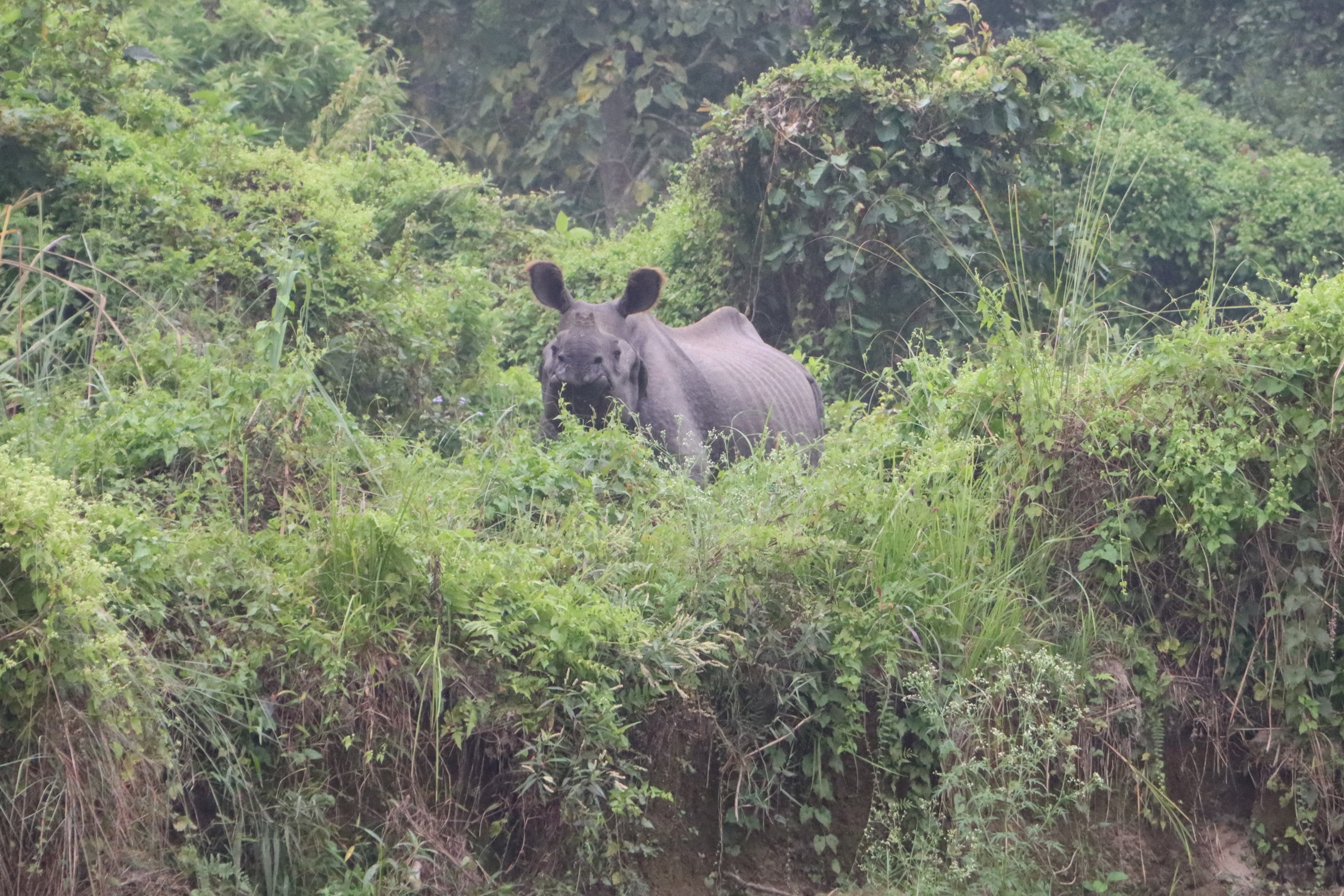 एकसिंगे गैँडा