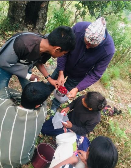 पढाइ खर्च जुटाउन काफल बेच्दै बालबालिका