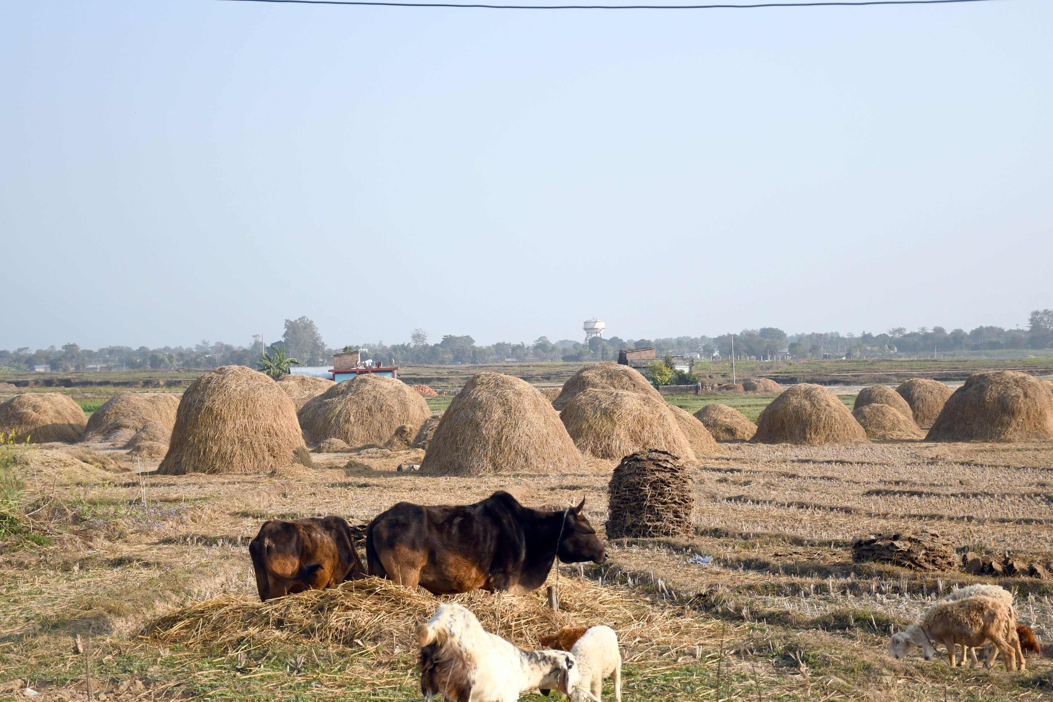 गाईवस्तुलाई  खुवाउन परालको जोहो