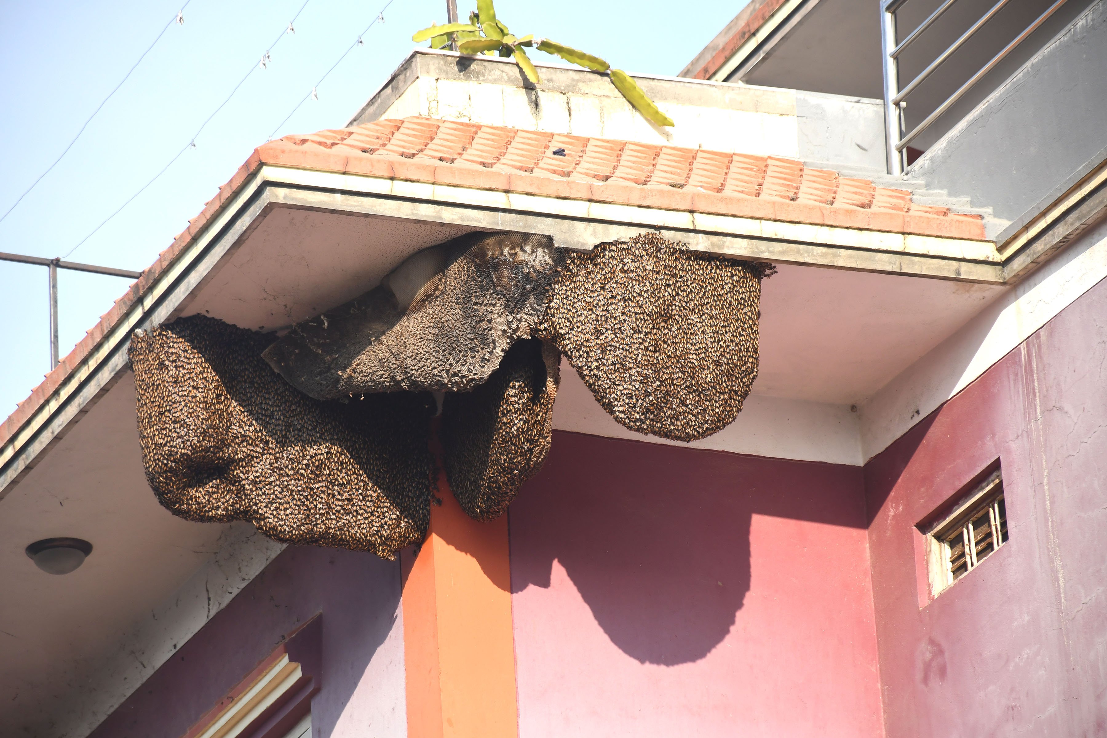 भरतपुरका स्थानीयको घरमा भिर मौरीले बनाएको घार (तस्बिर)