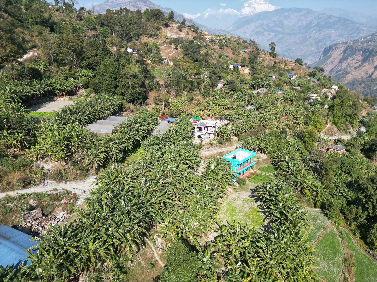 कराेडाैंकाे उत्पादित केराले बजार नपाउँदा खबराका कृषक चिन्तित
