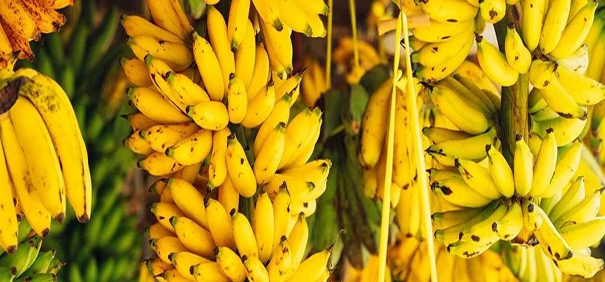 नेपाली बजारमा केराको हाहाकार : किसानलाई प्रतिदर्जन ५०, उपभोक्तालाई ३५० !