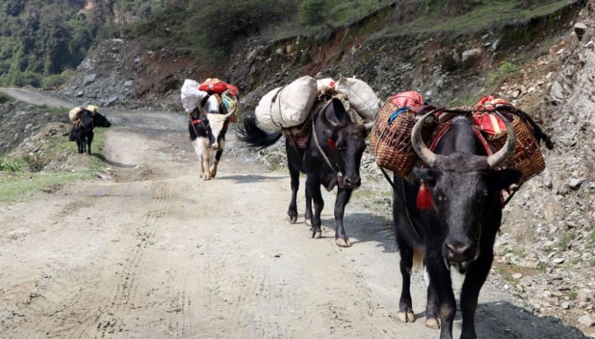 चौँरीमार्फत खाद्य ढुवानी
