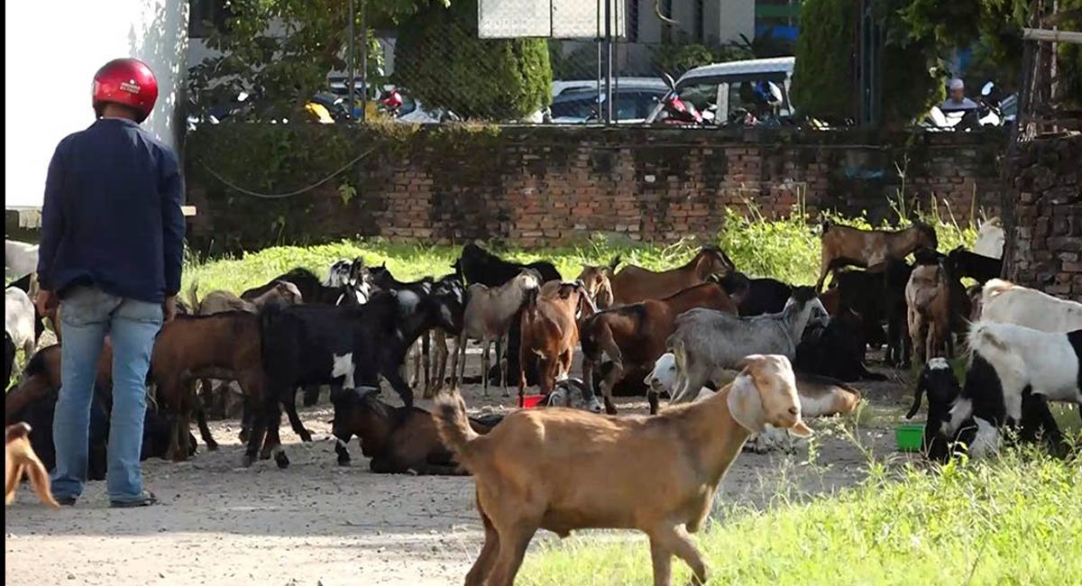 दसैँलाई लक्षित गर्दै आजदेखि उपत्यकामा खसी बोका भित्र्याइँदै
