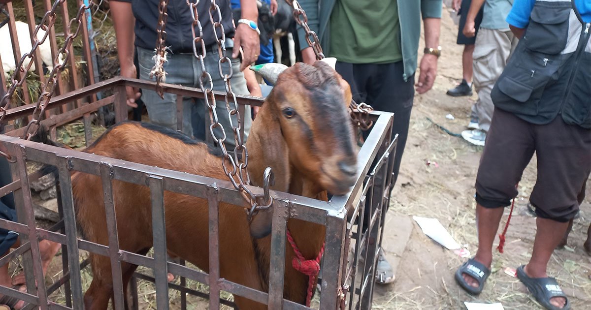 स्वस्थ खसीबोकाको सिङमा हरियो रङ हुने