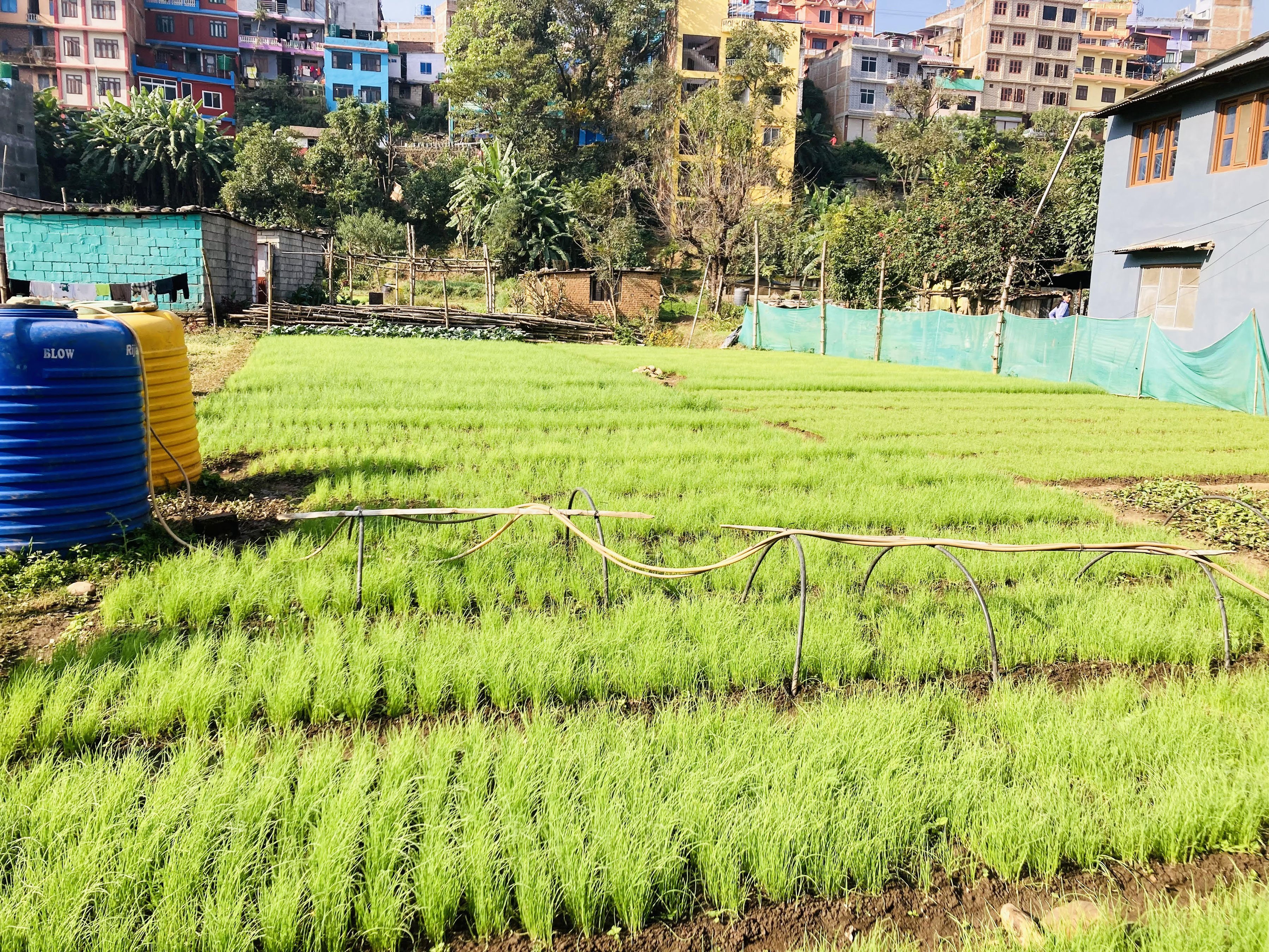 बिक्रीका लागि तयारी अवस्थामा रहेका प्याजका बिरुवा (तस्बिर)