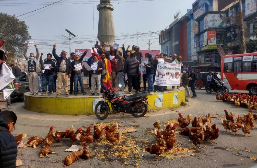 कुखुरा र अण्डा सडकमा फ्याकेर विरोध