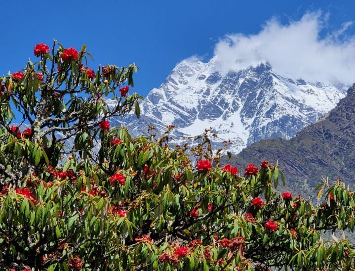 सिस्ने हिमाल