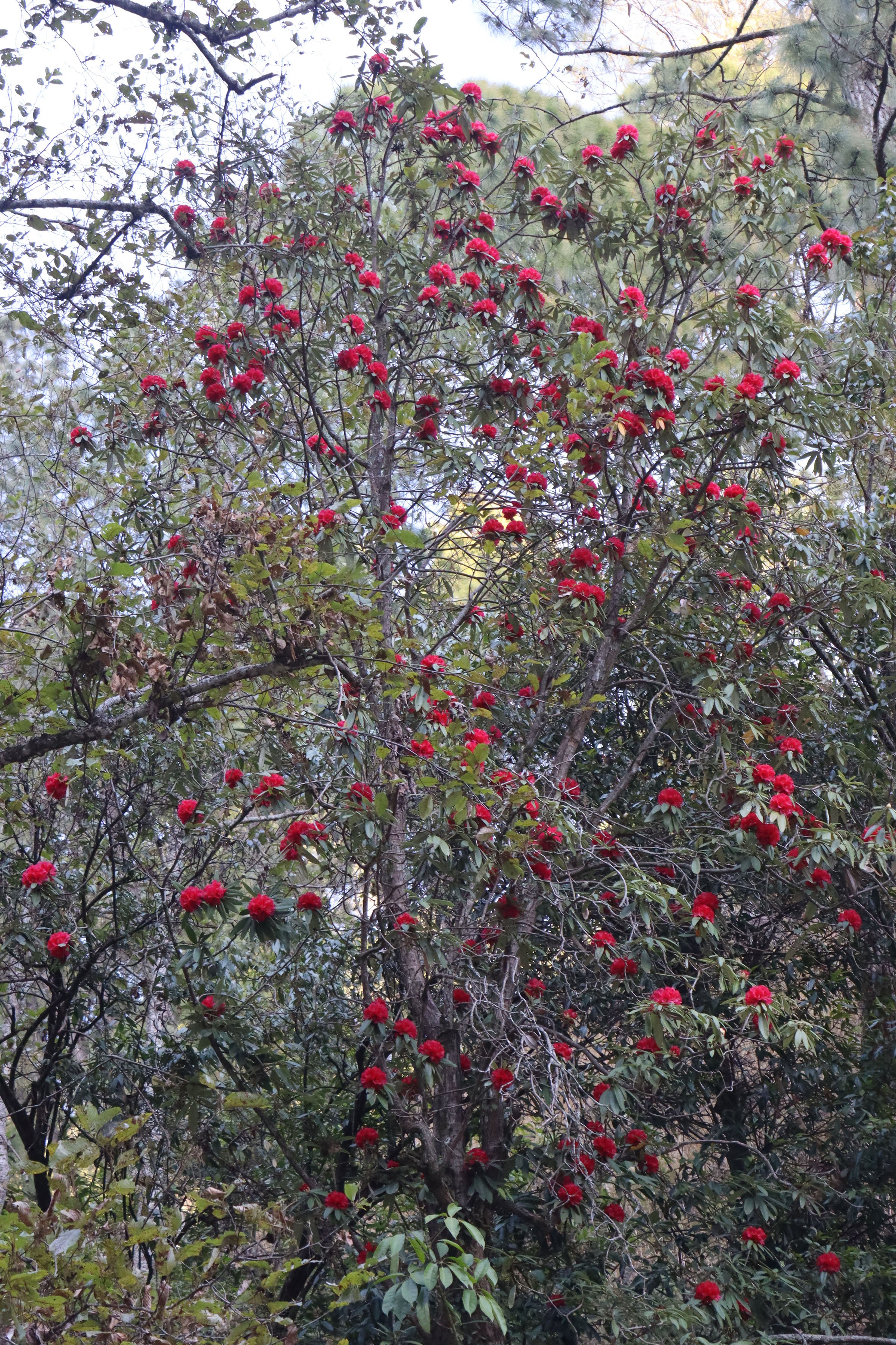 लालीगुराँस (तस्बिर)