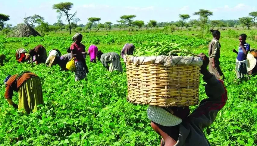 महोत्तरीका महिलालाई आत्मनिर्भर बनाउन साना किसान परियोजनाको सहयोग