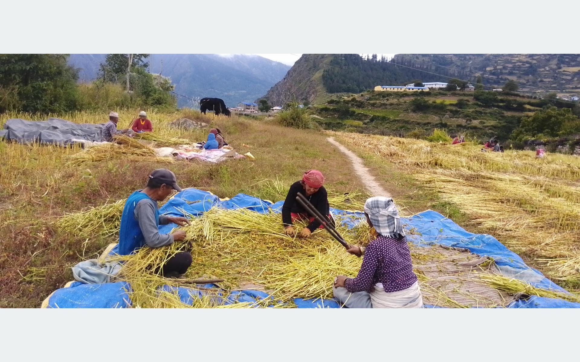 मौसम सफा भएसँगै हुम्लाका किसान बाली भित्र्याउन व्यस्त