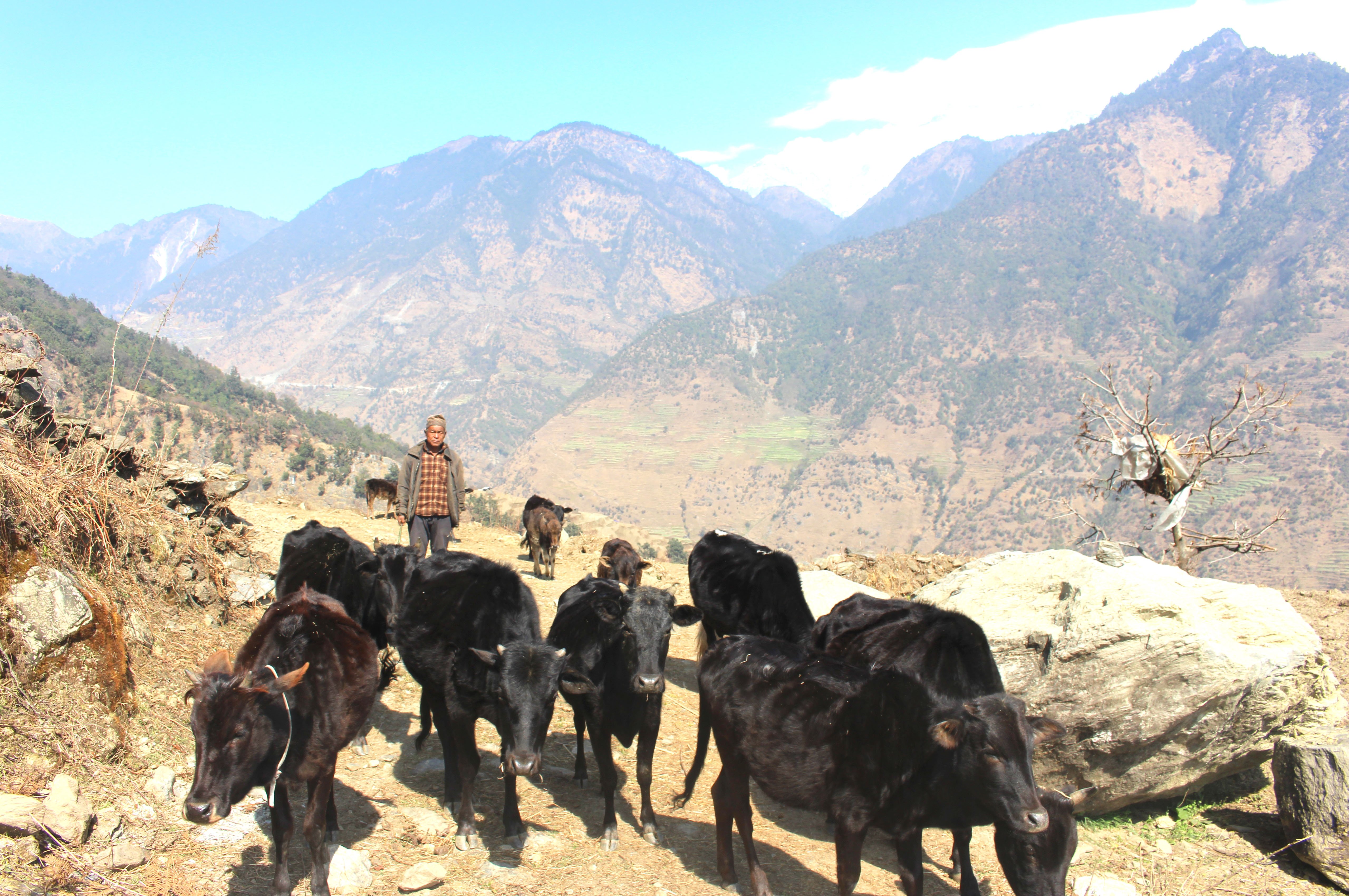 गाईलाई चरन क्षेत्रतर्फ लगिँदै (तस्बिर)