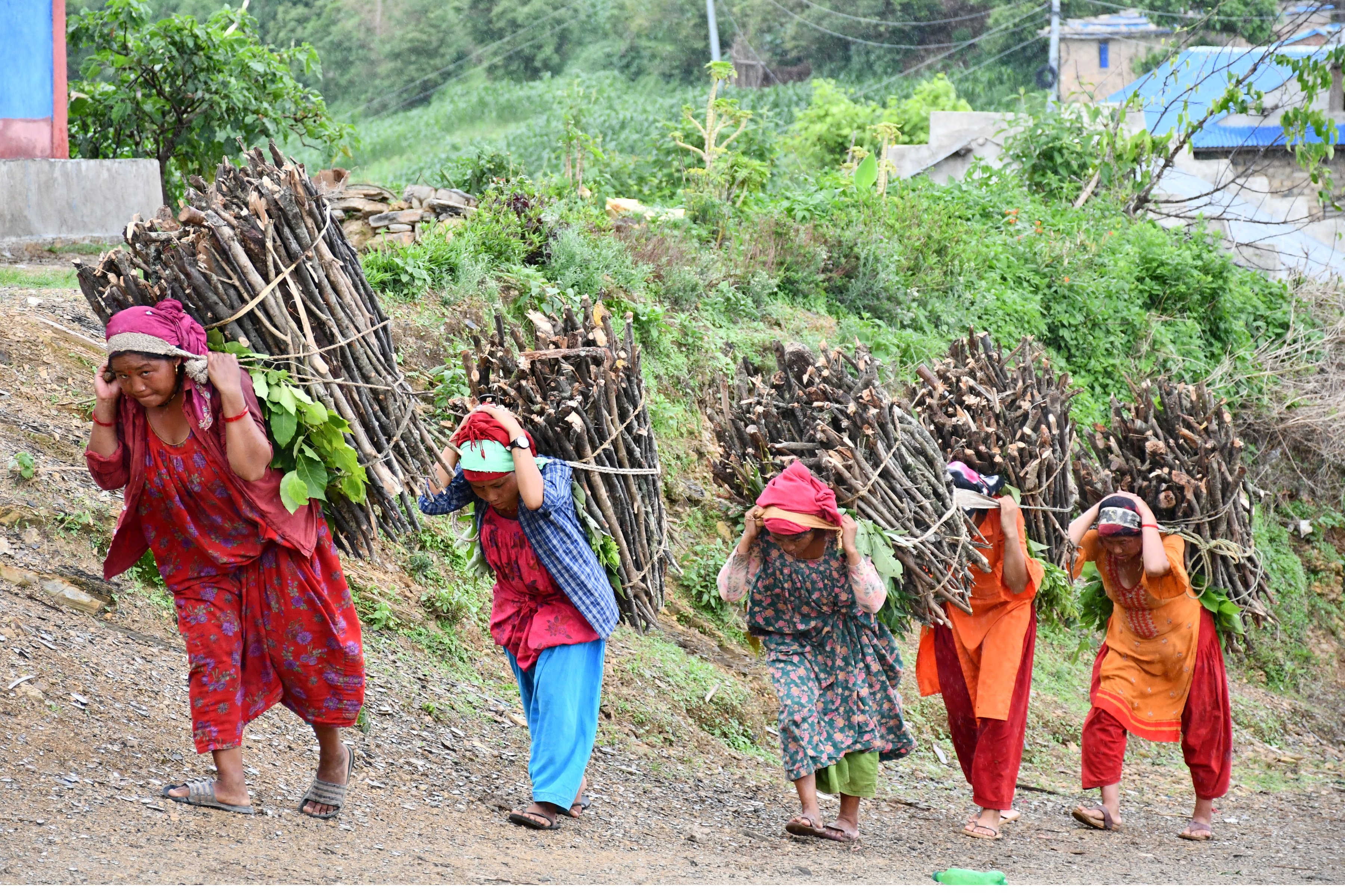 जङ्गलबाट दाउरा ल्याइँदै