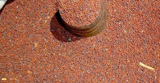 सात महिनामा ५२ करोड रुपैयाँको कोदो आयात