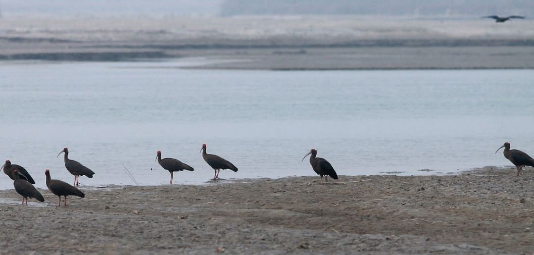कोसीटप्पुमा कर्रा साँवरी