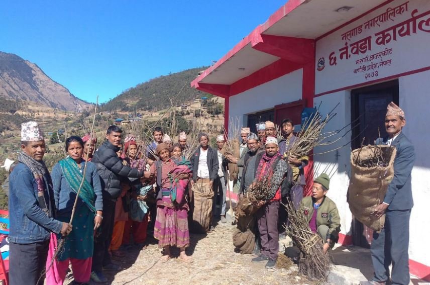 किसानलाई ओखरको बिरुवा वितरण