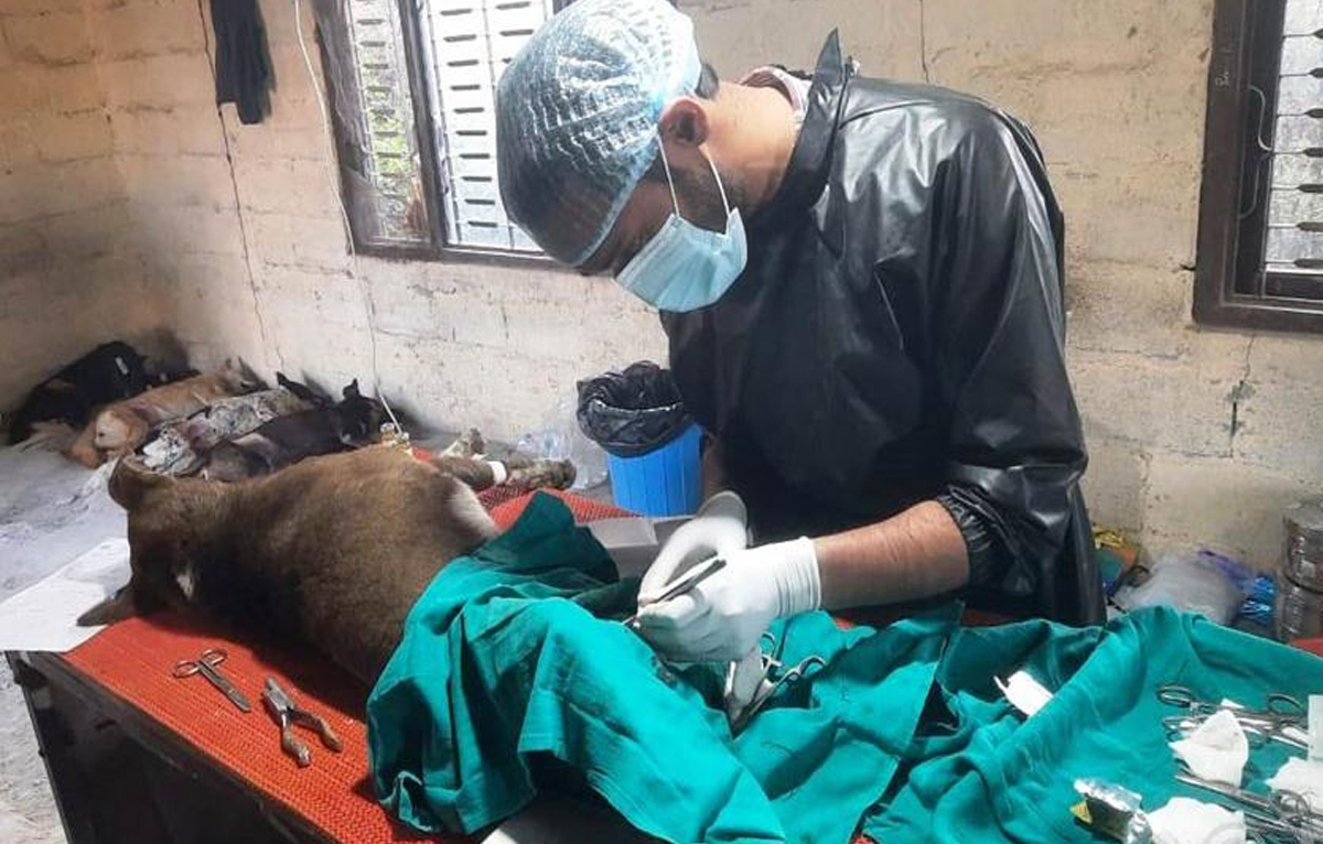 कुकुरको बन्ध्याकण गर्दै