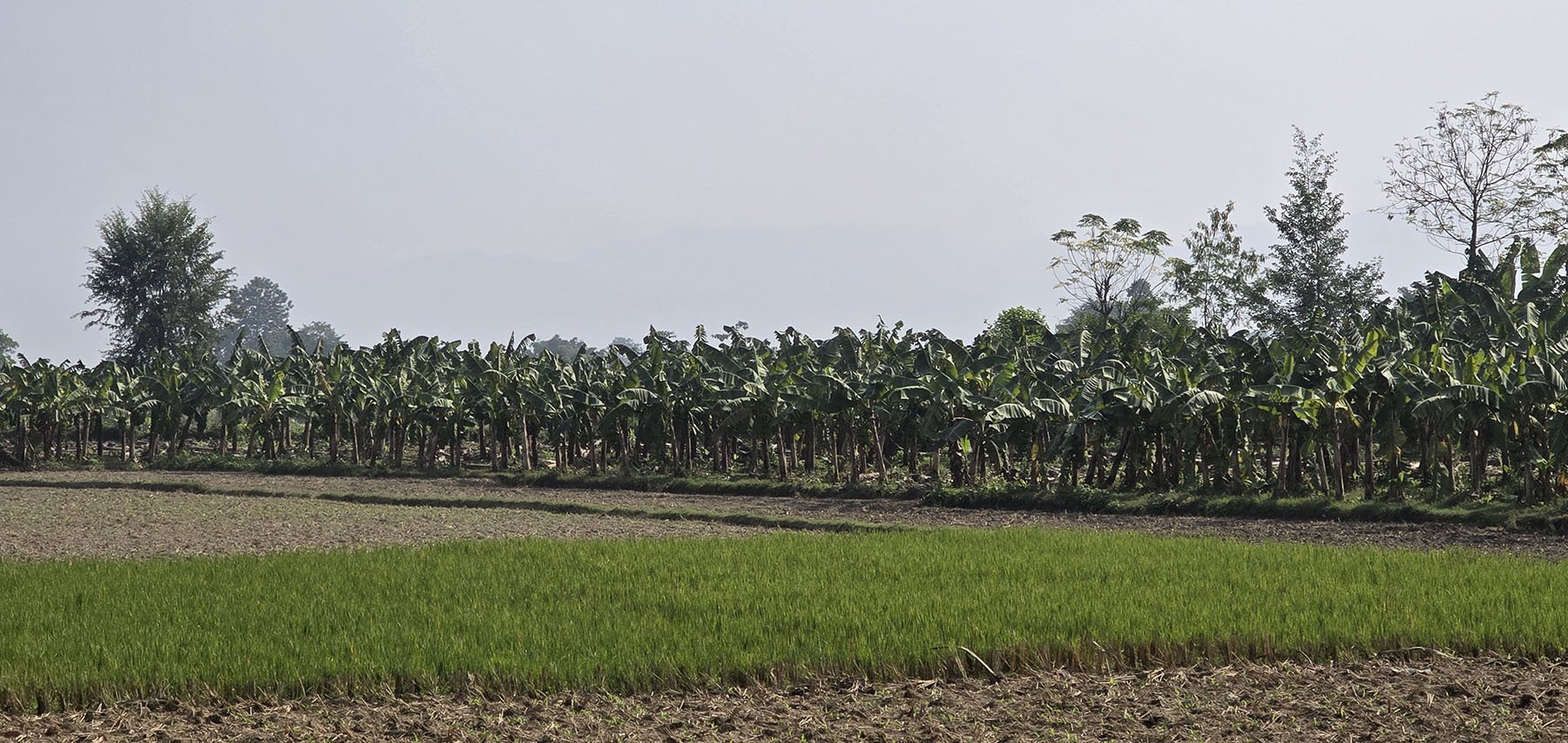 केरा खेती (तस्बिर)
