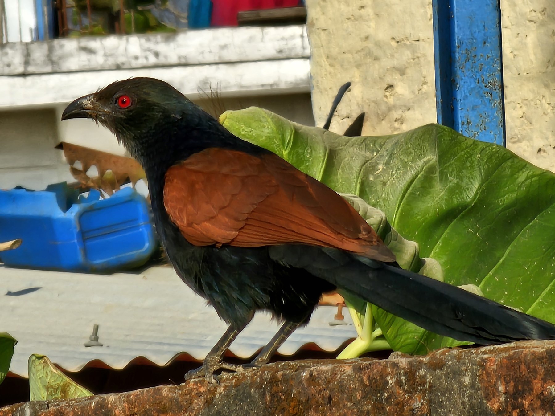 ढोडे गोकुल ‘मिल’ चरा