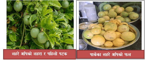 Lahare Aap