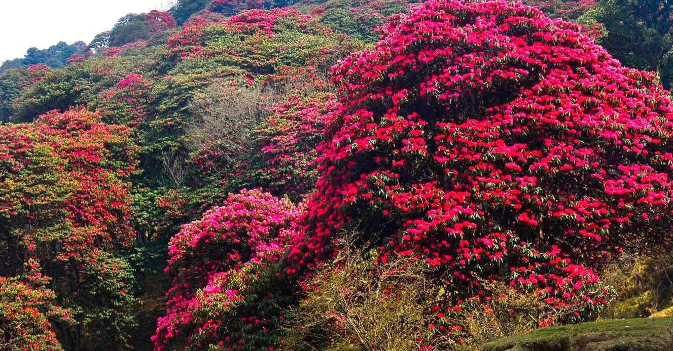 लालीगुराँस पदमार्गमा समावेश गर्न आग्रह