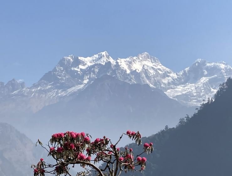 नासुलु फेदीमा फुल्दै लालीगुराँस