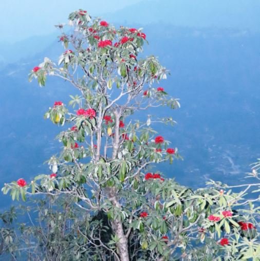 फुलेको लालीगुराँस