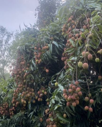 लिची