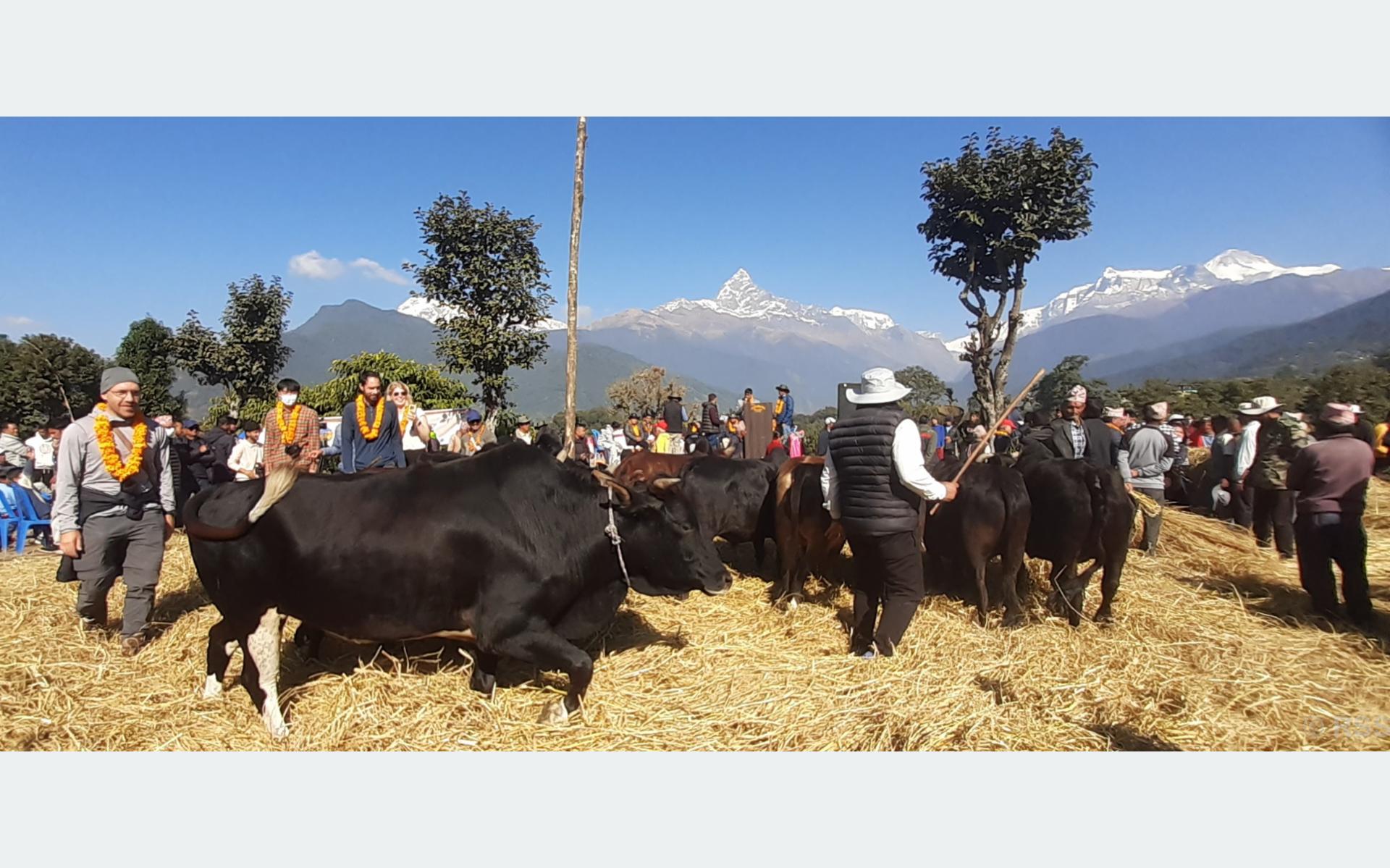 पोखरामा दोस्रो दाइँ महोत्सव सम्पन्न, पर्यटन प्रवर्द्धनसँगै अर्थतन्त्र उकासिँदै