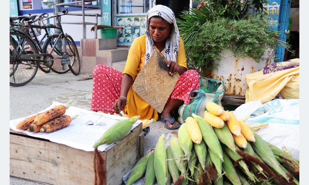मकै पोलेर पनि चल्छ जिन्दगी
