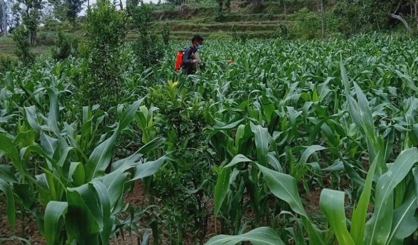 मकै बालीमा कीटनाशक औषधि छकिँदै किसान